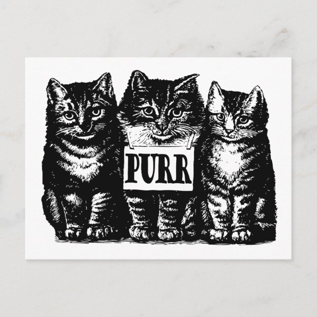 Purr Kittens Vykort (Framsida)