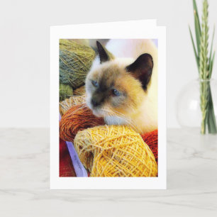 Purrfect födelsedag, Siamese katt i garn Kort