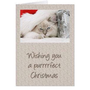 Purrfect Kattunge jul Hälsningskort