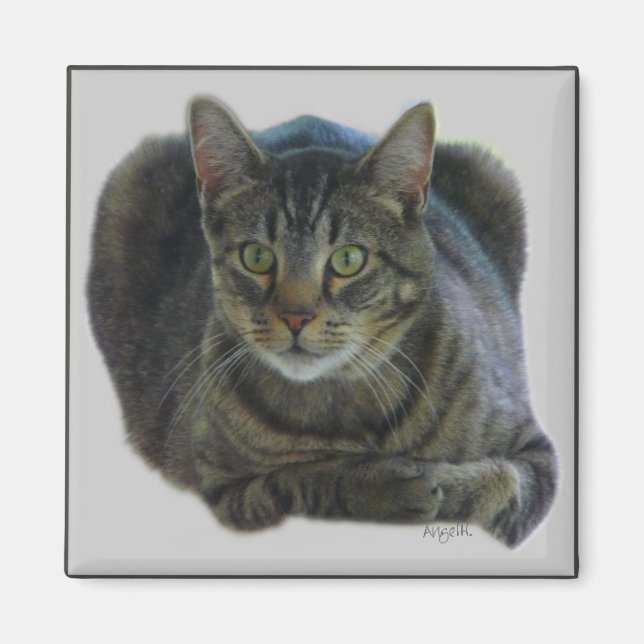 Purrfect-magnet Magnet (Framsidan)