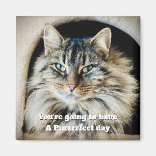 Purrrfect Dag Magnet