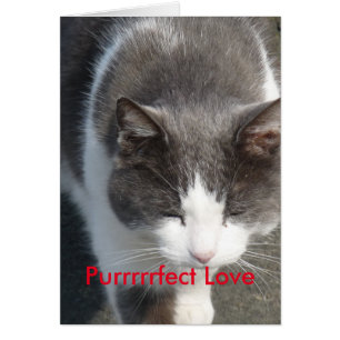 Purrrfect-kort för Kärlek Hälsningskort
