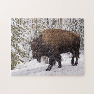 Pussel av amerikansk bison (Bison bison)