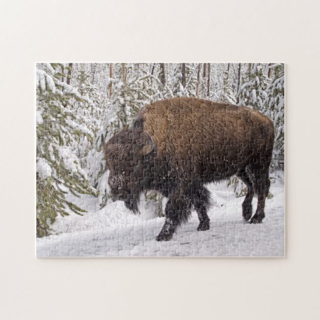 Pussel av amerikansk bison (Bison bison) (Horisontell)
