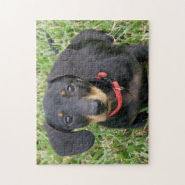 pussel - Dachshund