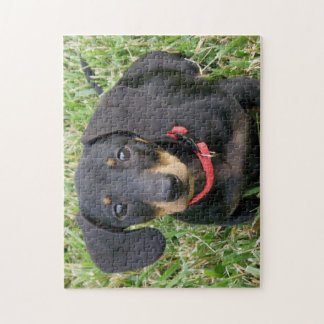 pussel - Dachshund