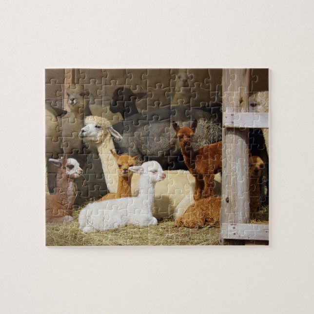 Pussel för Alpacaladugårdfoto (Horisontell)