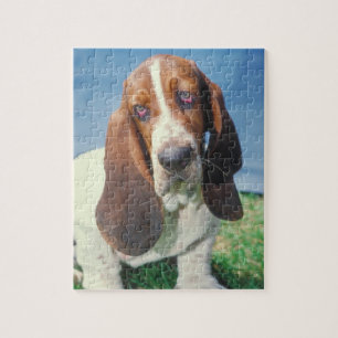 Pussel för Bassethundhund