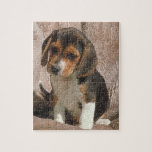 Pussel för Beaglevalphund