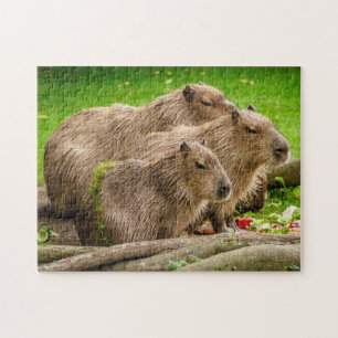 Pussel för Capybarafamiljfoto