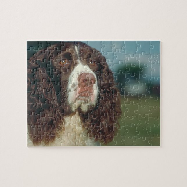 Pussel för hund för SpringerSpaniel (Horisontell)