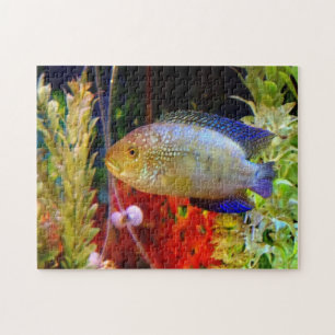 Pussel för jackDempsey Cichlid
