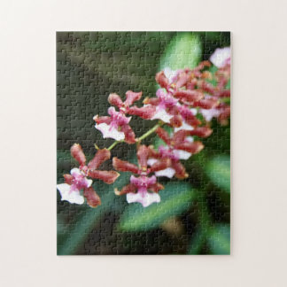 Pussel för Sharry babyOncidium 10x14 foto