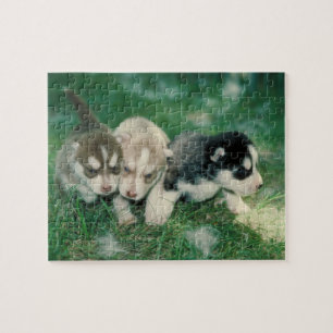 Pussel för siberian huskyvalphund