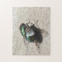 Pussel - House Fly