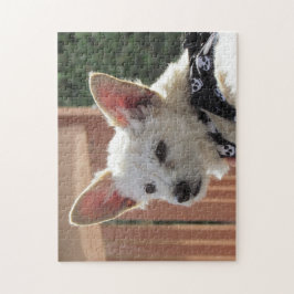 Pussel - liten vit Hund