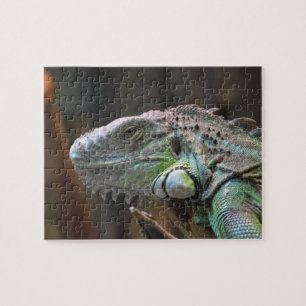 Pussel med färglös Iguana-ödla