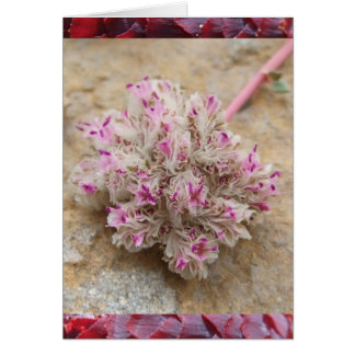 Pussy Tassar OBS Kort