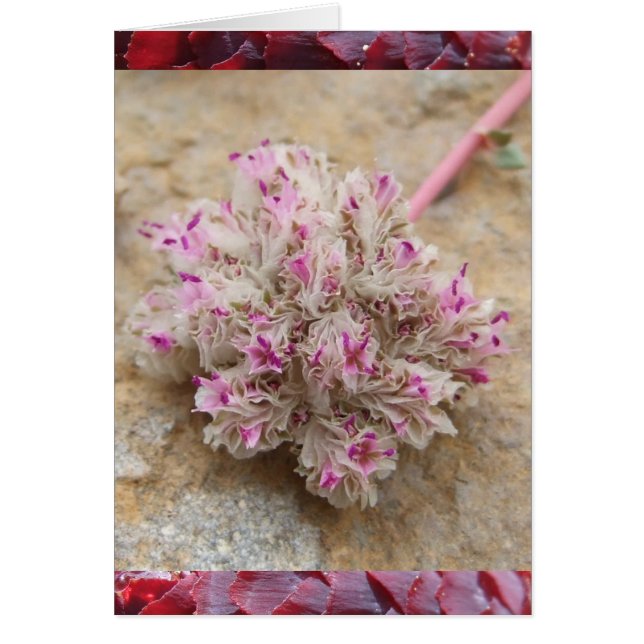 Pussy Tassar OBS Kort (Framsidan)