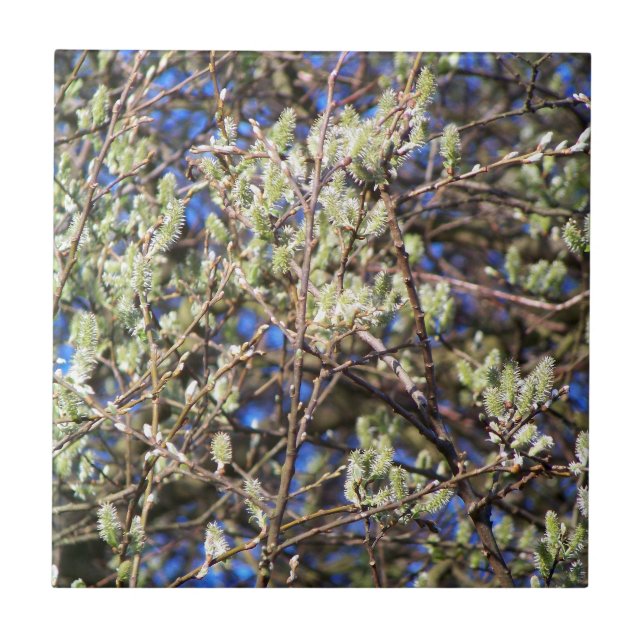 PUSSY WILLOW KAKELPLATTA (Framsidan)