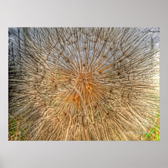 pusteblume 2007 poster (Framsidan)