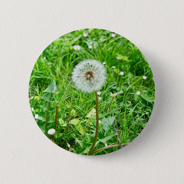 Pusteblume auf einer Wiese 1 Knapp (Framsida)