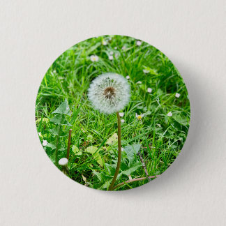 Pusteblume auf einer Wiese 1 Knapp