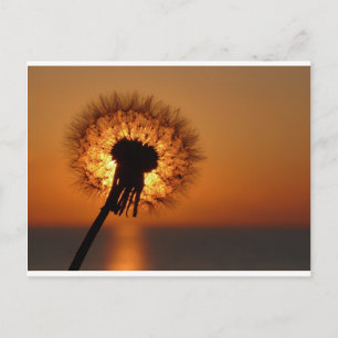 Pusteblume/Dandelion Vykort