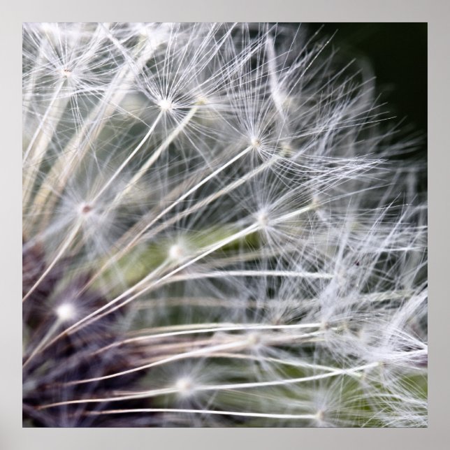 Pusteblume Poster (Framsidan)