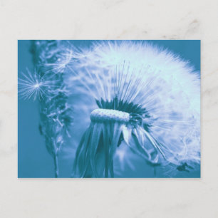 Pusteblume Vykort