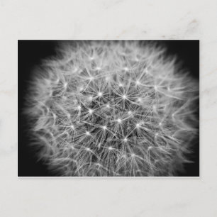Pusteblume Vykort