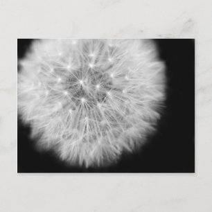 Pusteblume Vykort