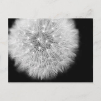 Pusteblume Vykort