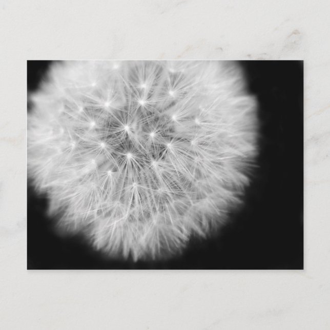Pusteblume Vykort (Framsida)