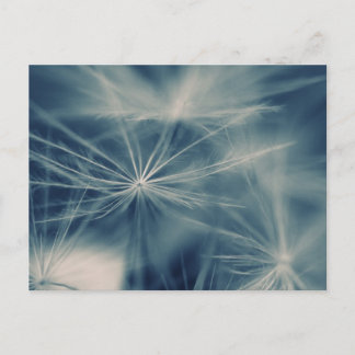 Pusteblume Vykort