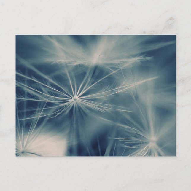 Pusteblume Vykort (Framsida)