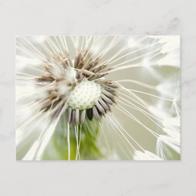 Pusteblume Vykort (Framsida)