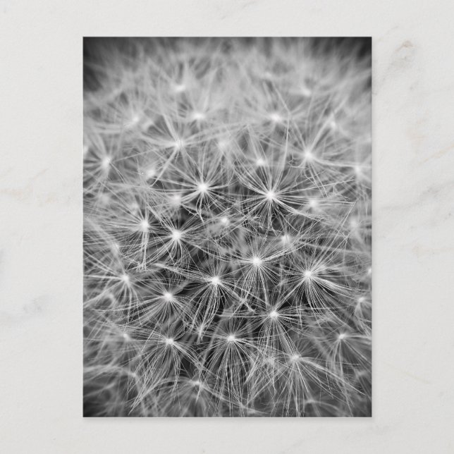 Pusteblume Vykort (Framsida)