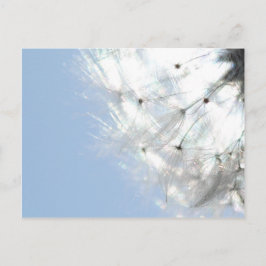 Pusteblumen Löwenzahn Himmelblau Fotografie Vykort