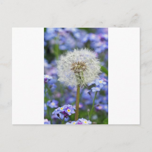 Pusteblumen Traum in blauen Vergismeinnichtblüten Vykort (Framsida)