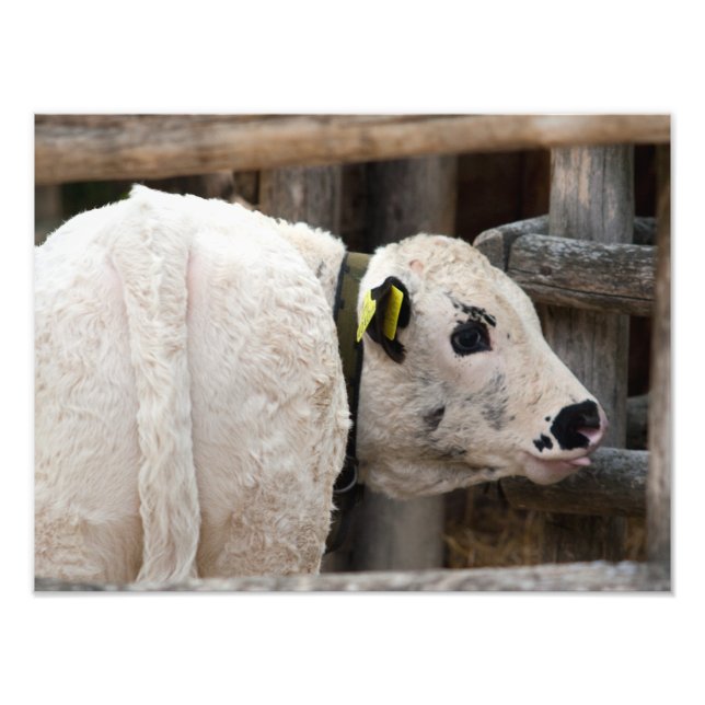 Pustertal Pied Calf Fototryck (Framsidan)
