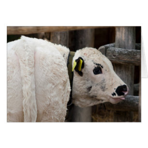 Pustertal Pied Calf Hälsningskort