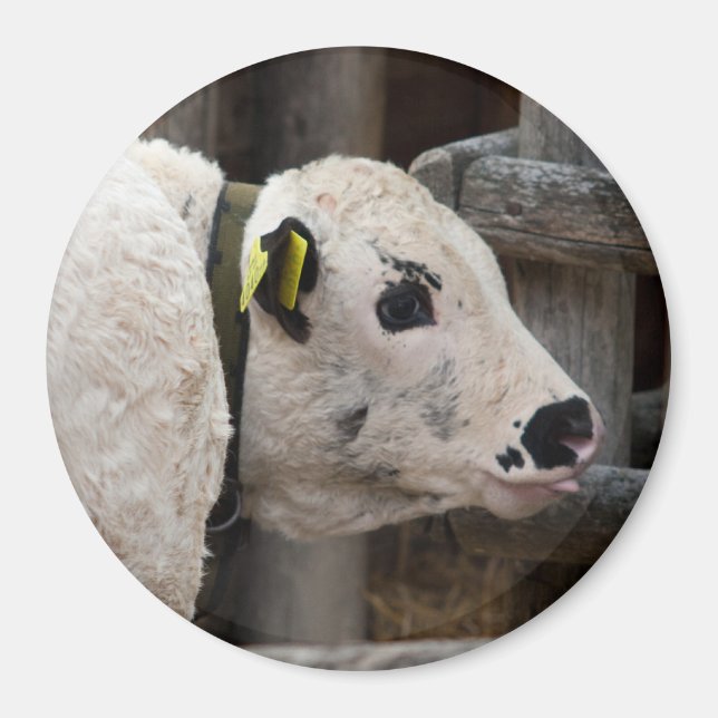 Pustertal Pied Calf Magnet (Framsidan)