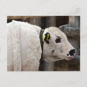 Pustertal Pied Calf Vykort