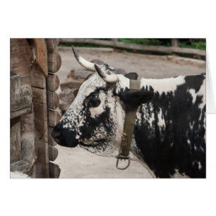 Pustertal Pied Cow Hälsningskort
