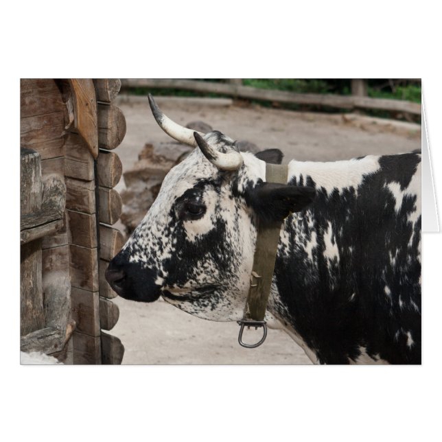 Pustertal Pied Cow Hälsningskort (Framsidan Horizontal)