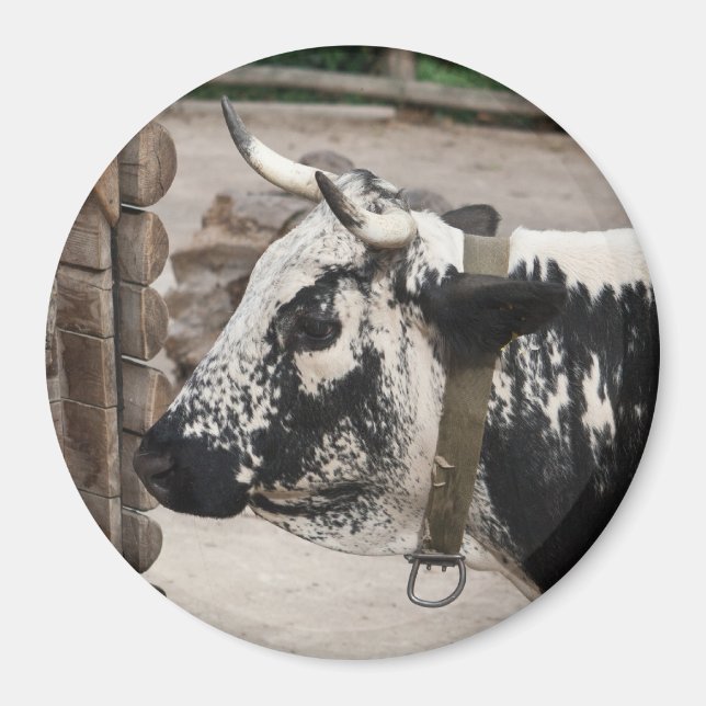 Pustertal Pied Cow Magnet (Framsidan)