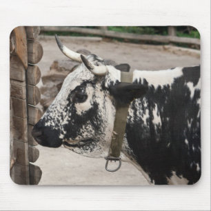 Pustertal Pied Cow Musmatta
