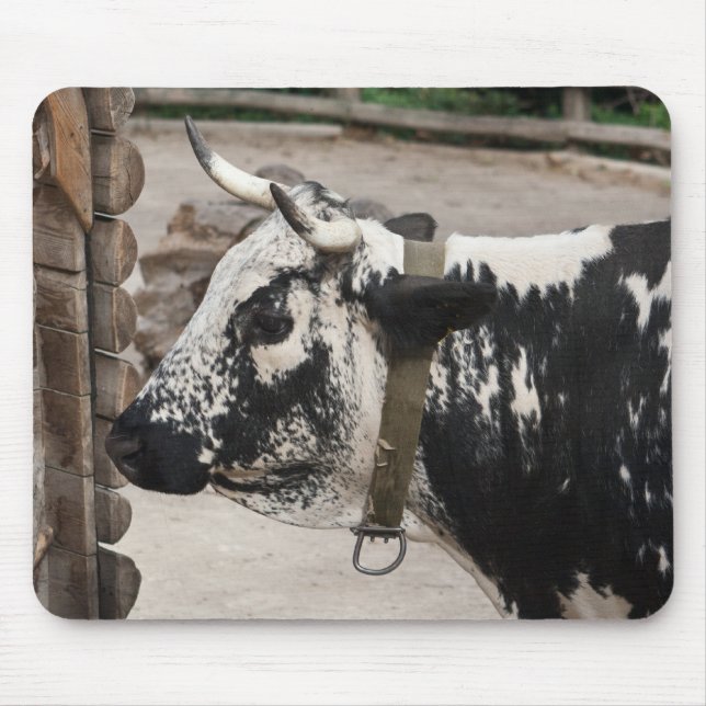 Pustertal Pied Cow Musmatta (Framsidan)