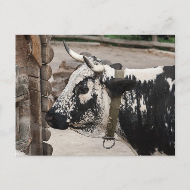 Pustertal Pied Cow Vykort (Framsida)